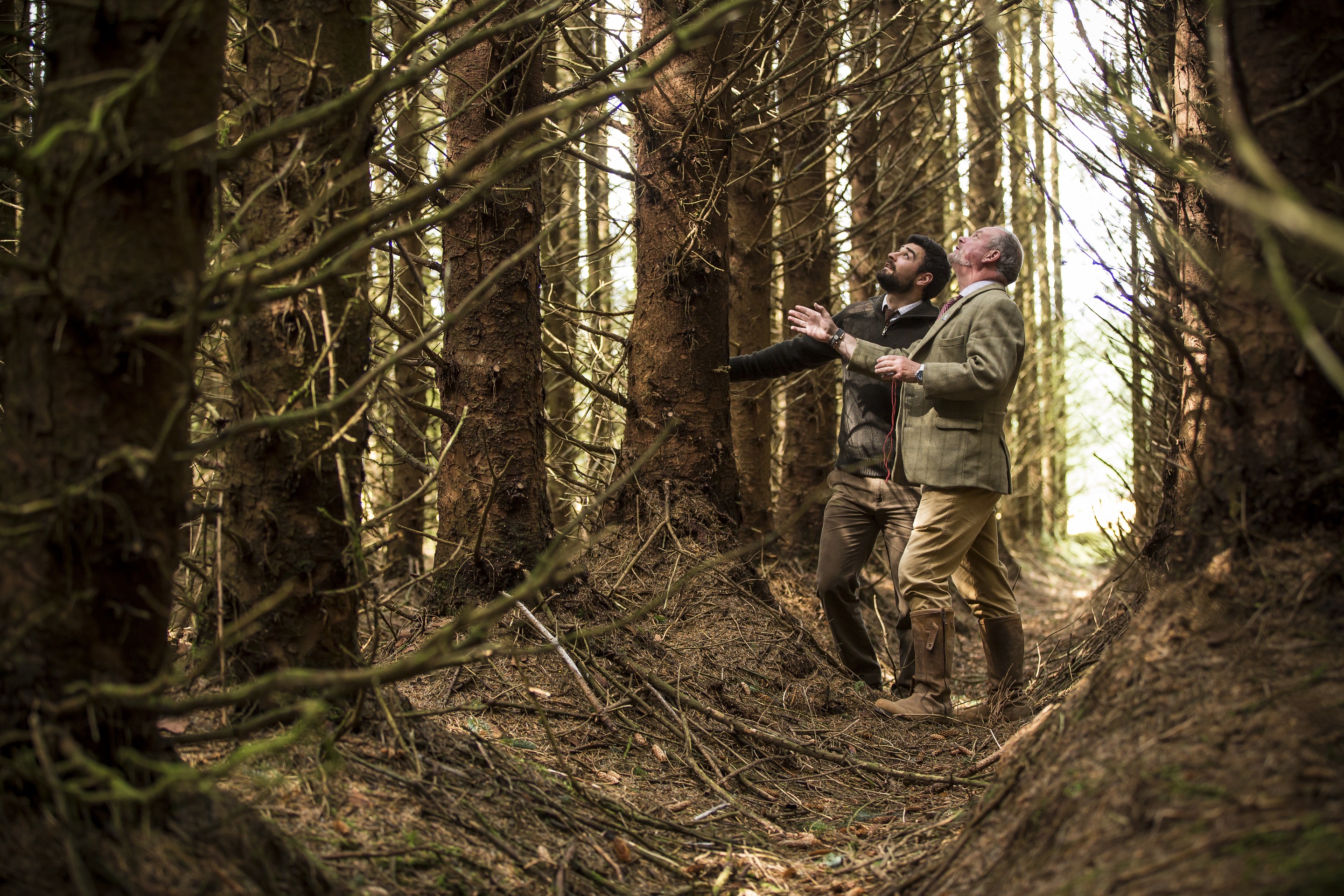 UK timber prices remain on a high