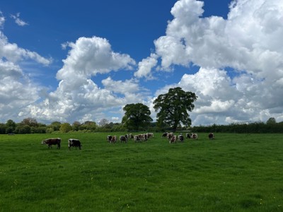 Image of Cattle grazing