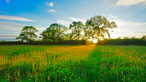 Buckinghamshire picture 1