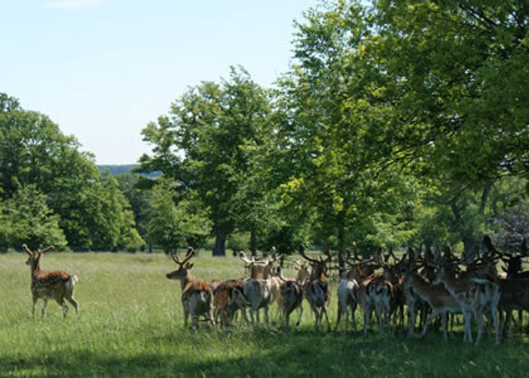 Cornbury Park 2