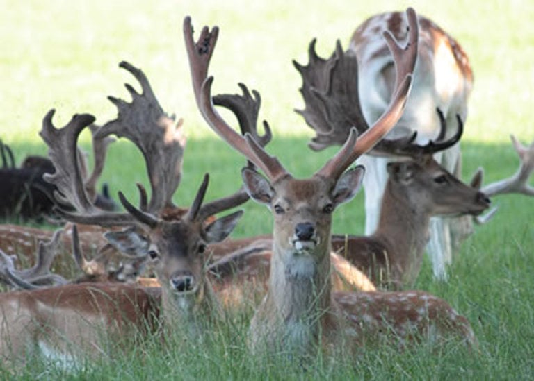 Cornbury Park 3