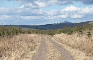 Brundeanlaws Woodland, Scottish Borders picture 3