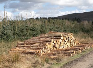 Brundeanlaws Woodland, Scottish Borders picture 6