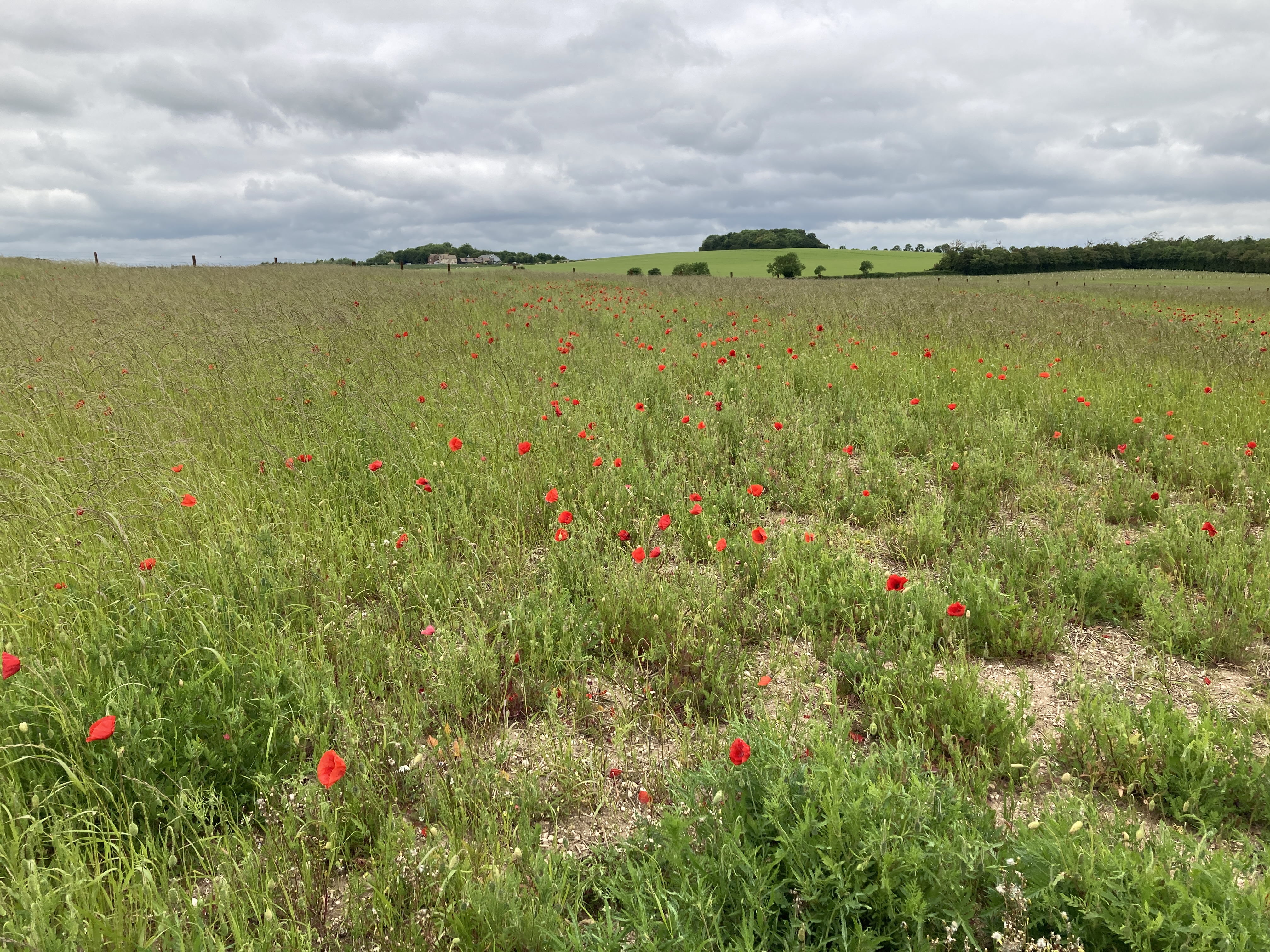 Lower Valley Farm Biodiversity Units For Sale